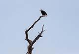 Bald Eagle Bosque Dec 2018